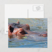 Carte postale Hippo (Devant / Derrière)