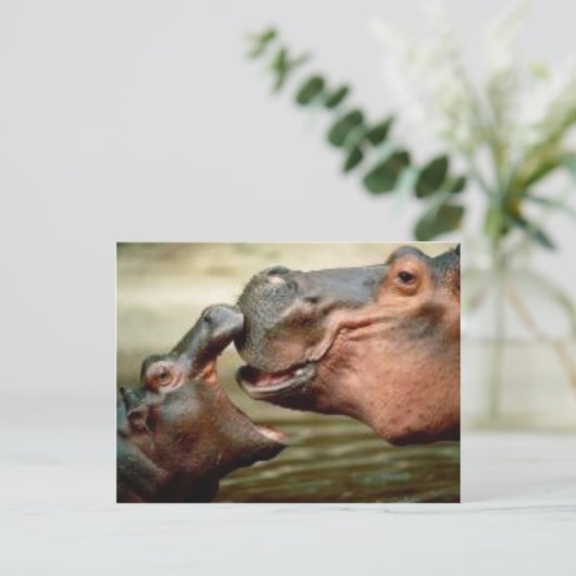 CARTE POSTALE HIPPO (Debout devant)