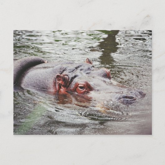 Carte Postale Hippo (Devant)