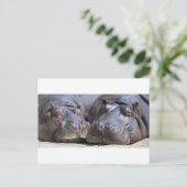 Carte Postale Hippo-78352 (Debout devant)