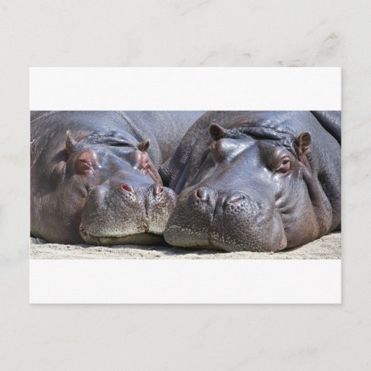 Carte Postale Hippo-78352 (Devant)
