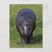 Carte postale Hippo bébé (Devant)
