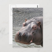 Carte Postale Hippo coquin ! (Devant / Derrière)