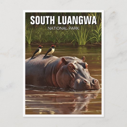 Carte Postale Hippo dans le Parc National du sud du Luangwa en Z (Devant)