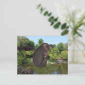 Carte Postale Hippo de canonball (Debout devant)