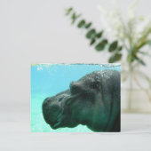 Carte postale Hippo de natation (Debout devant)