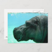 Carte postale Hippo de natation (Devant / Derrière)
