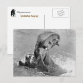 Carte postale Hippo Feed Me (Devant / Derrière)