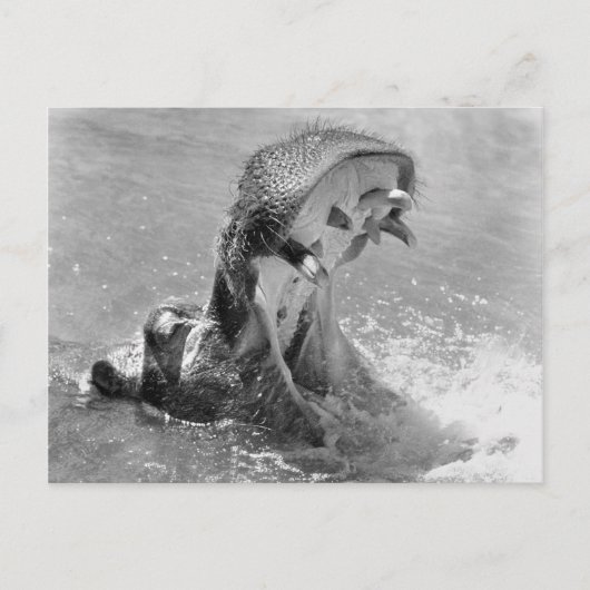 Carte postale Hippo Feed Me (Devant)