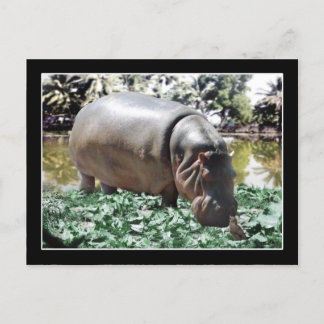 Carte Postale Hippo & Oiseaux
