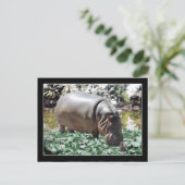 Carte Postale Hippo & Oiseaux (Debout devant)