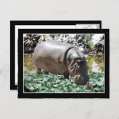 Carte Postale Hippo & Oiseaux (Devant / Derrière)