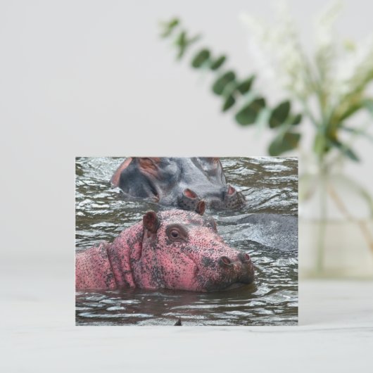 Carte Postale Hippo rose vif (Debout devant)