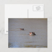 Carte Postale Hippo Stare (Devant / Derrière)