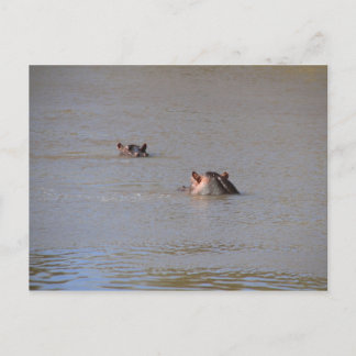 Carte Postale Hippo Stare