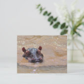 Carte postale Hippo submergée (Debout devant)