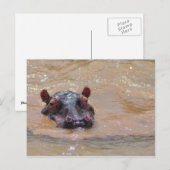 Carte postale Hippo submergée (Devant / Derrière)
