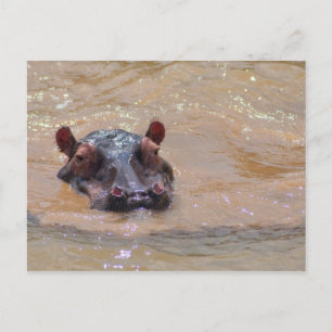 Carte postale Hippo submergée