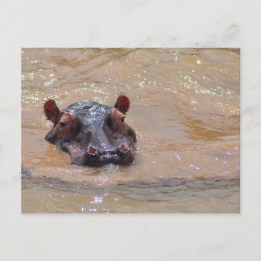 Carte postale Hippo submergée (Devant)
