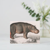 Carte Postale Hippo vintage illustré (Debout devant)