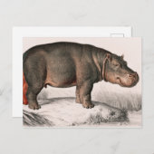Carte Postale Hippo vintage illustré (Devant / Derrière)