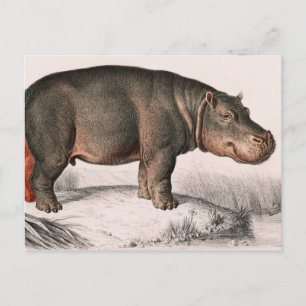 Carte Postale Hippo vintage illustré