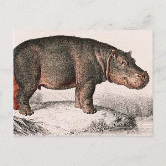 Carte Postale Hippo vintage illustré (Devant)