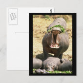 Carte Postale Hippo Yell (Devant / Derrière)