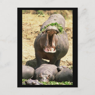 Carte Postale Hippo Yell