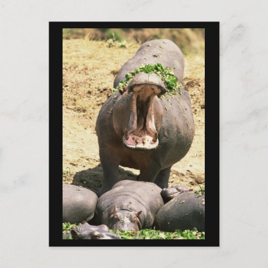 Carte Postale Hippo Yell (Devant)