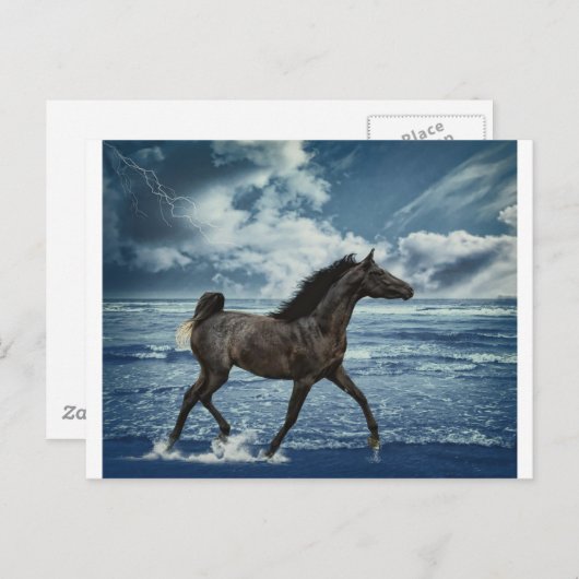 Carte Postale Hippocampe (Devant / Derrière)