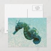 Carte Postale Hippocampe à bec court | Crimée, Russie (Devant / Derrière)