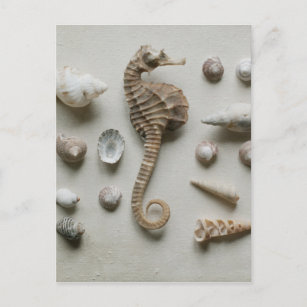 Carte Postale Hippocampe et coquilles