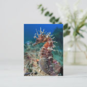 Carte Postale Hippocampe | Hippocampus Ramulosus (Debout devant)
