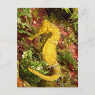 Carte Postale Hippocampe jaune