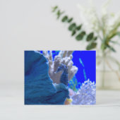 Carte Postale Hippocampe Perché (Debout devant)