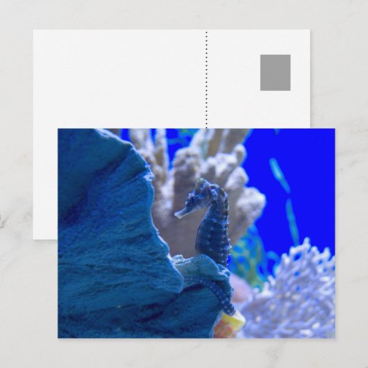 Carte Postale Hippocampe Perché (Devant / Derrière)