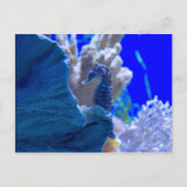 Carte Postale Hippocampe Perché (Devant)