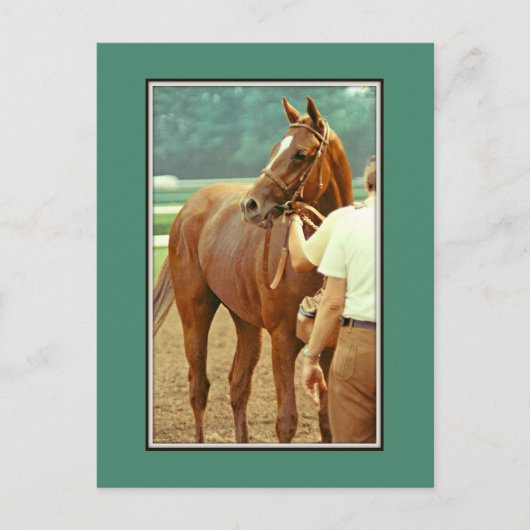 Carte Postale Hippocampe Thoroughbred Affirmé 1978 (Devant)