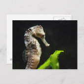 Carte Postale Hippocampus (Devant / Derrière)