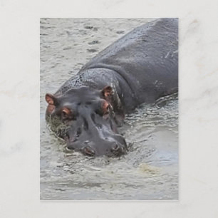Carte Postale Hippoposterus