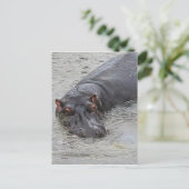 Carte Postale Hippoposterus (Debout devant)