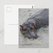 Carte Postale Hippoposterus (Devant / Derrière)