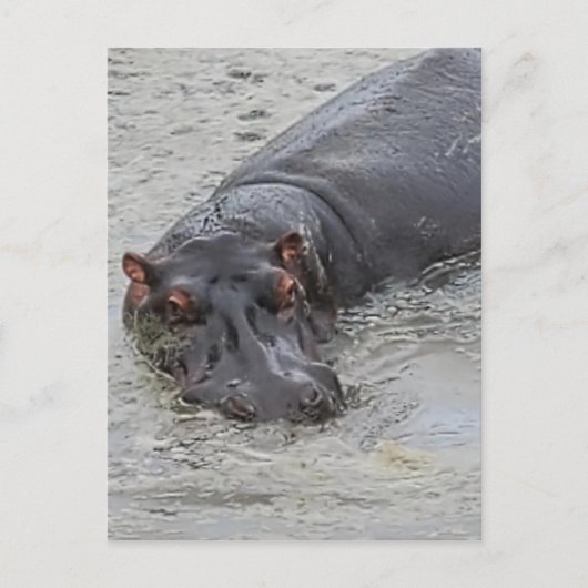 Carte Postale Hippoposterus (Devant)