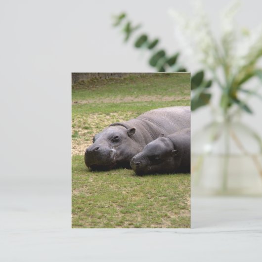 Carte Postale Hippopotame (Debout devant)