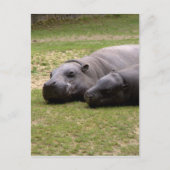 Carte Postale Hippopotame (Devant)
