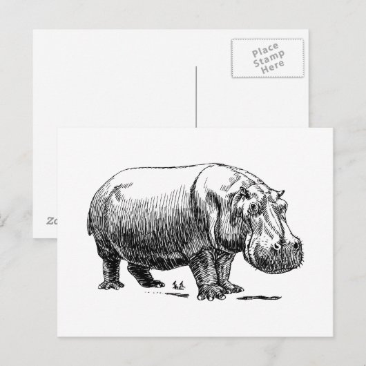 Carte Postale Hippopotame (Devant / Derrière)