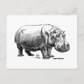 Carte Postale Hippopotame (Devant)