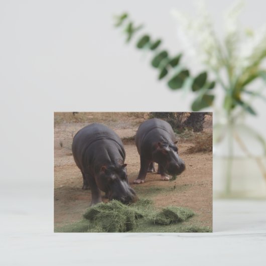 Carte Postale hippopotame (Debout devant)