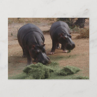Carte Postale hippopotame